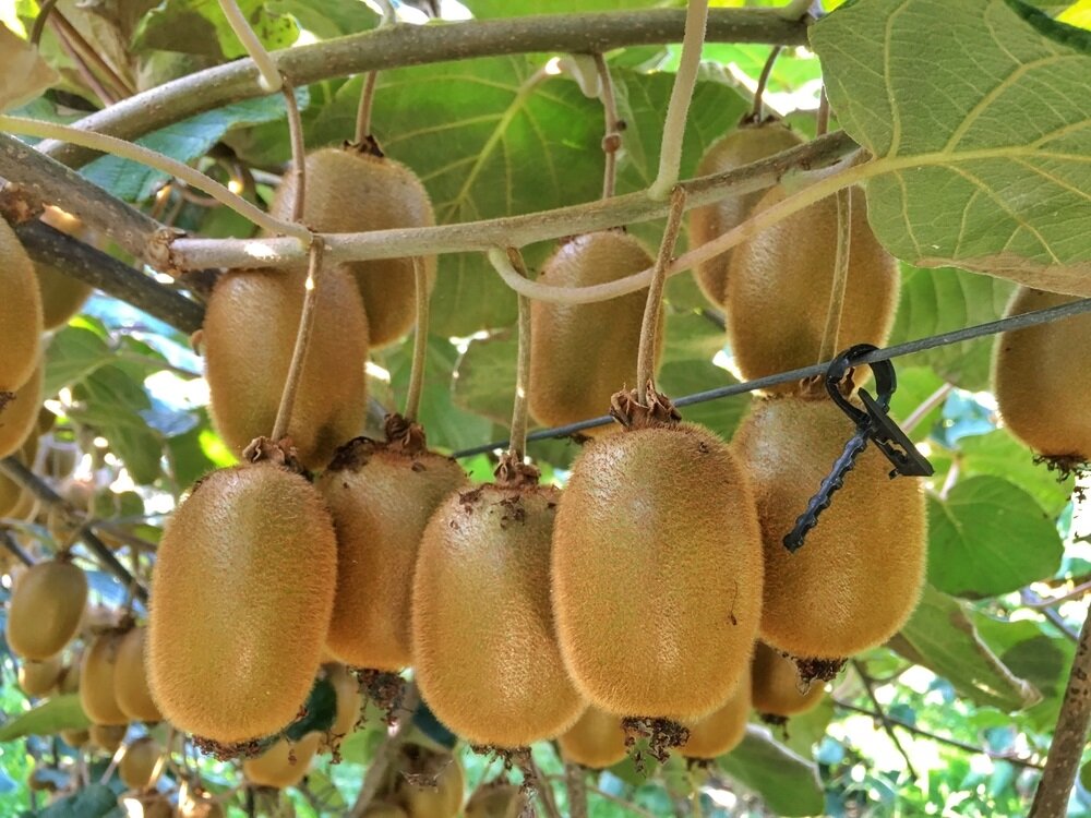 Kiwi (Fuzzy)